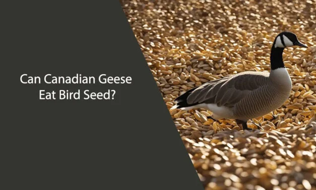 Can Canadian Geese Eat Bird Seed?