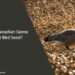 Can Canadian Geese Eat Bird Seed