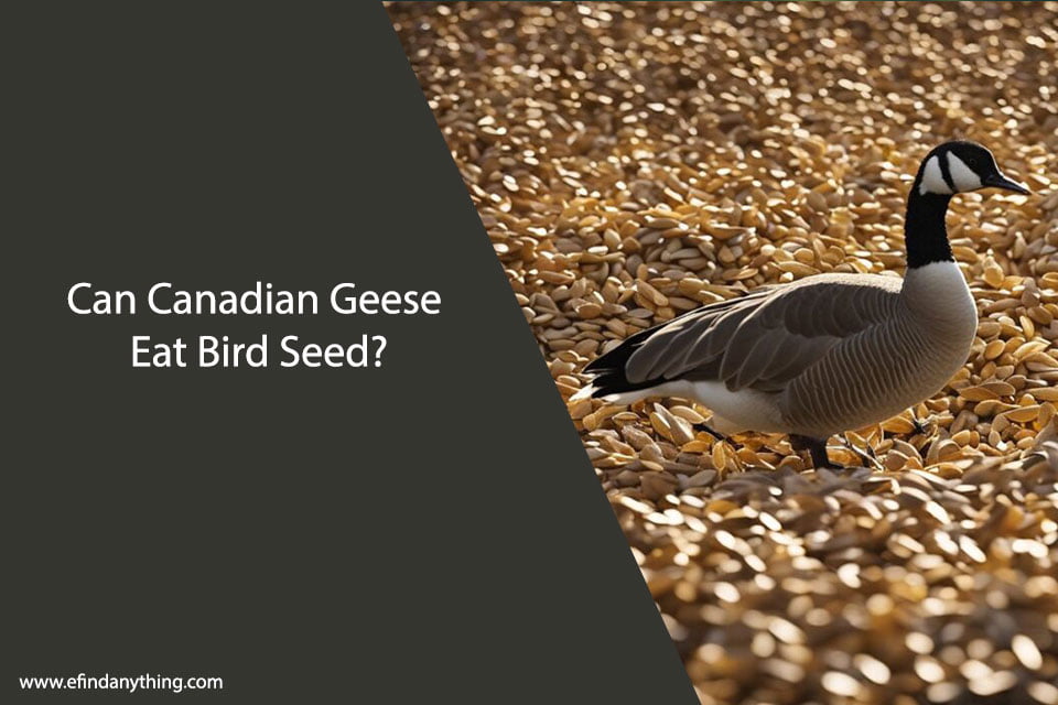 Can Canadian Geese Eat Bird Seed