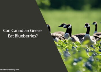 Can Canadian Geese Eat Blueberries