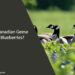 Can Canadian Geese Eat Blueberries