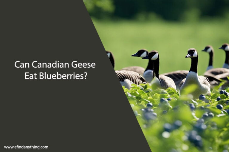 Can Canadian Geese Eat Blueberries