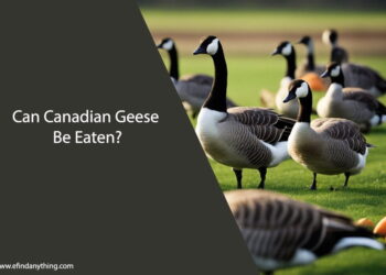 Can Canadian Geese Eat Carrots
