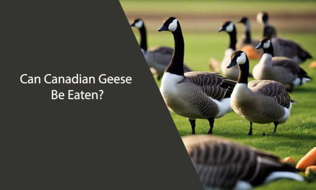 Can Canadian Geese Eat Carrots?