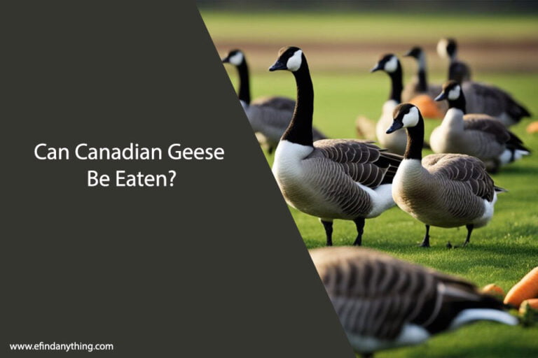 Can Canadian Geese Eat Carrots