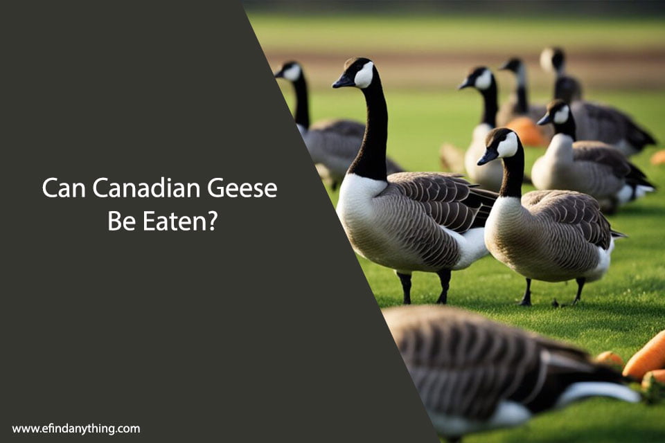 Can Canadian Geese Eat Carrots