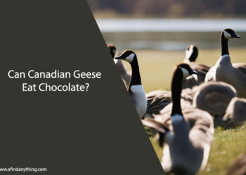 Can Canadian Geese Eat Chocolate