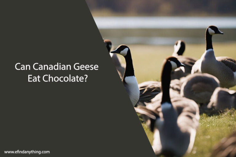 Can Canadian Geese Eat Chocolate