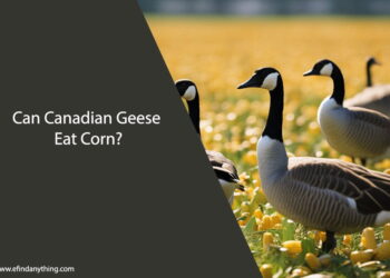 Can Canadian Geese Eat Corn