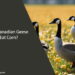 Can Canadian Geese Eat Corn