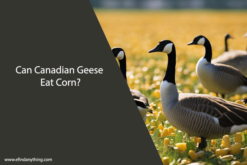 Can Canadian Geese Eat Corn