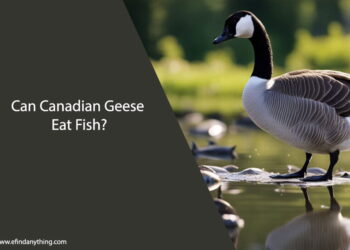 Can Canadian Geese Eat Fish