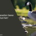 Can Canadian Geese Eat Fish