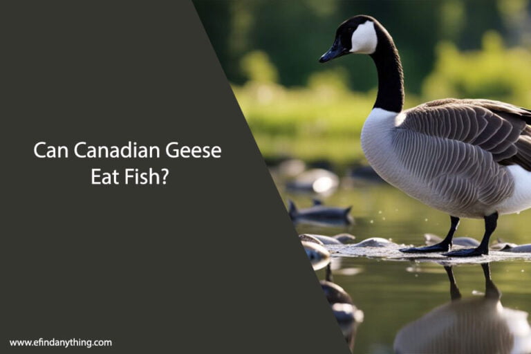 Can Canadian Geese Eat Fish