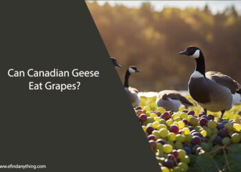 Can Canadian Geese Eat Grapes