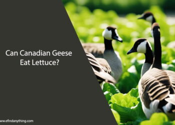 Can Canadian Geese Eat Lettuce