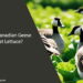 Can Canadian Geese Eat Lettuce