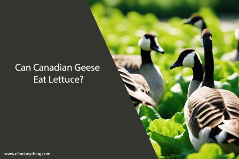 Can Canadian Geese Eat Lettuce