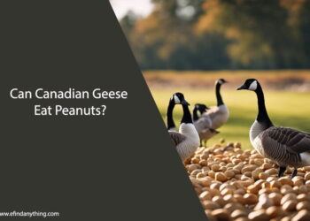 Can Canadian Geese Eat Peanuts