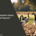 Can Canadian Geese Eat Peanuts