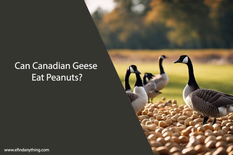 Can Canadian Geese Eat Peanuts