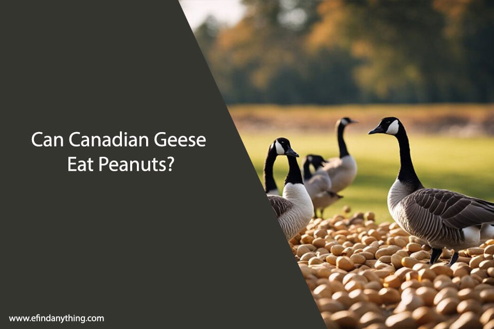 Can Canadian Geese Eat Peanuts