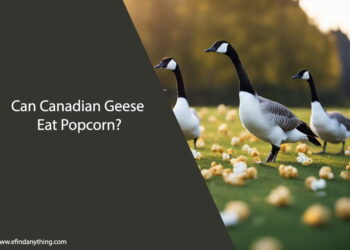 Can Canadian Geese Eat Popcorn