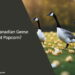 Can Canadian Geese Eat Popcorn