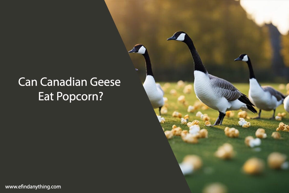 Can Canadian Geese Eat Popcorn