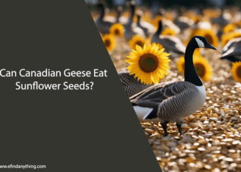 Can Canadian Geese Eat Sunflower Seeds
