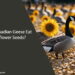 Can Canadian Geese Eat Sunflower Seeds