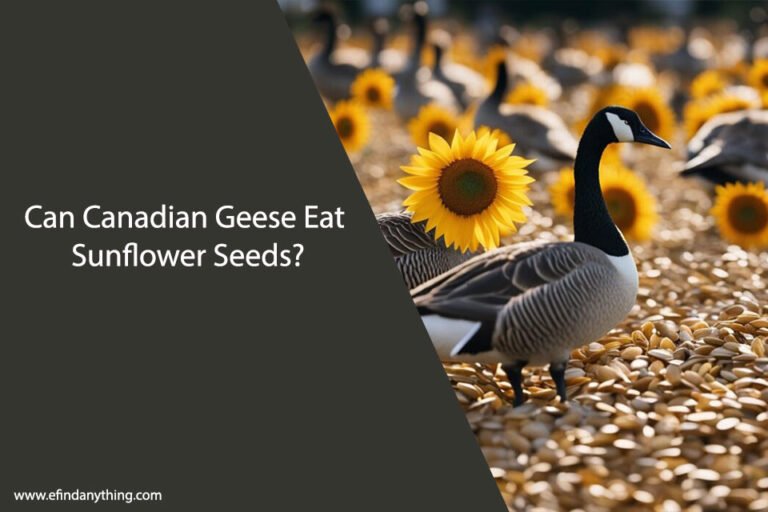 Can Canadian Geese Eat Sunflower Seeds