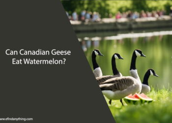 Can Canadian Geese Eat Watermelon