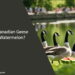 Can Canadian Geese Eat Watermelon