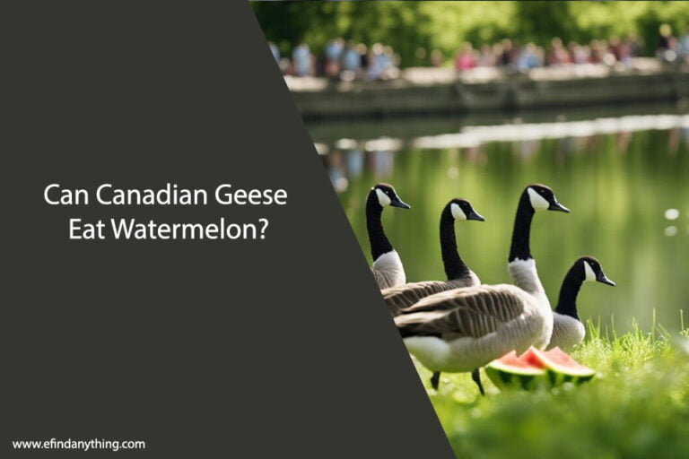 Can Canadian Geese Eat Watermelon