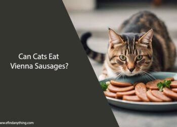 Can Cats Eat Vienna Sausages