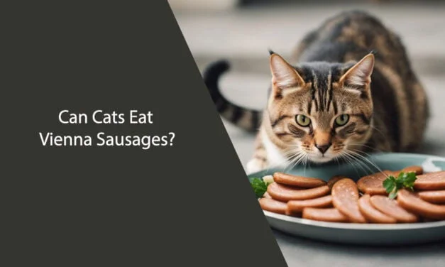 Can Cats Eat Vienna Sausages? A Vet’s Perspective