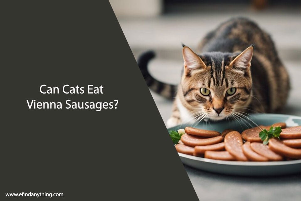 Can Cats Eat Vienna Sausages