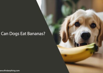 Can Dogs Eat Bananas