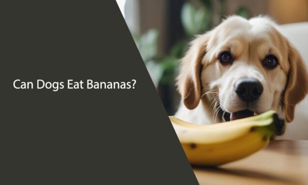Can Dogs Eat Bananas? A Comprehensive Guide