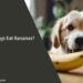 Can Dogs Eat Bananas