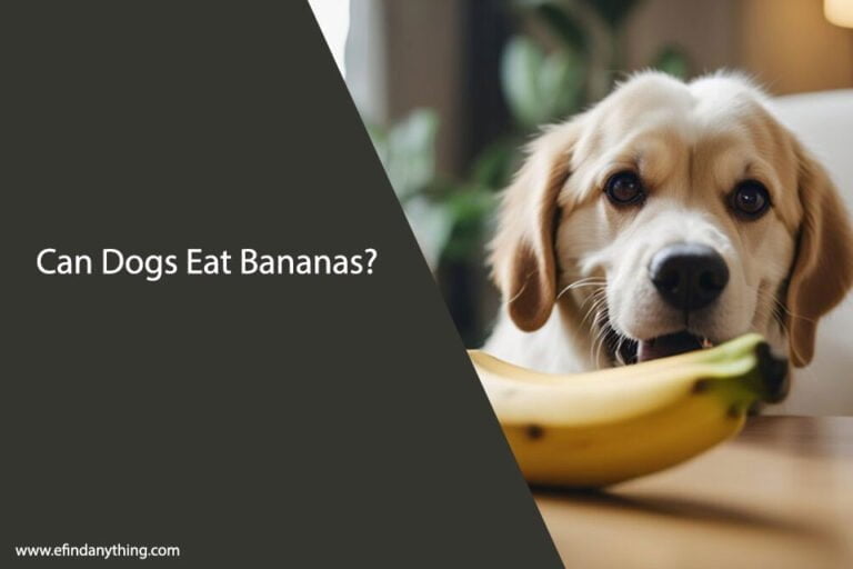 Can Dogs Eat Bananas