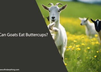 Can Goats Eat Buttercups