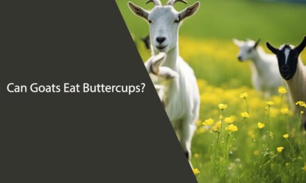 Can Goats Eat Buttercups? A Comprehensive Guide