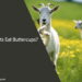 Can Goats Eat Buttercups
