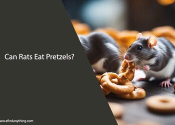 Can Pet Rats Eat Pretzels