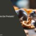 Can Pet Rats Eat Pretzels