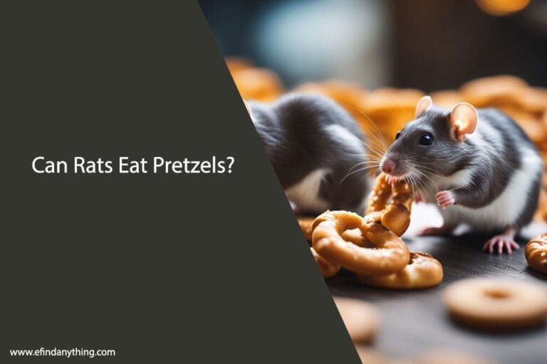 Can Pet Rats Eat Pretzels