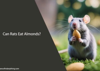 Can Rats Eat Almonds