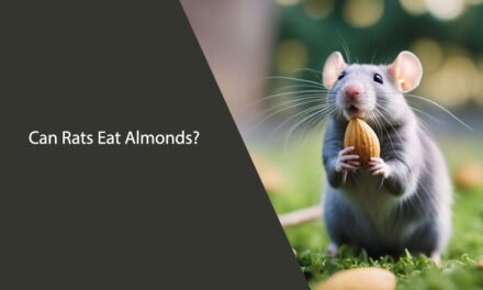 Can Rats Eat Almonds? A Comprehensive Guide